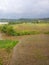 Ricefield and hope