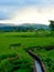 Ricefield Landscape