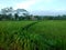ricefield in morning