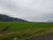 ricefield in the morning