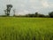 Ricefield in the morning