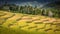 Ricefield with mountains