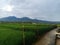Ricefield mountains holiday