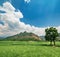 ricefield mountains tree sky cloud