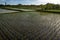 Ricefield near Ubud