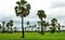 Ricefield and palms