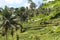 Ricefield panorama at Bali Indonesia