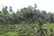 Ricefield panorama at Bali Indonesia