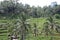 Ricefield panorama at Bali Indonesia