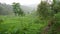 ricefield, rain, cloud