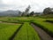 Ricefield in Toba Districts, North Sumatera, Indonesia