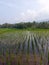 Ricefield view in the morning