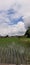 Ricefield view at summer season