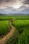 Ricefields