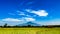 Ricefields in the countryside of Indonesia. Nature