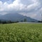 Ricefields on East Java