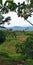 Ricefields and mountain view in Cilacap, Indonesia