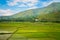 Ricefields of Sumatra