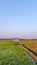 Riceland with sky rice fields that are starting to growing royalty-free stock photo.