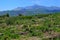 Rich agriculture on Mount Etna