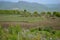 Rich agriculture on Mount Etna Sicily Italy