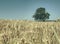 Rich barley spikelet in a large field, lime tree in background