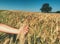 Rich barley spikelet in a large field, lime tree in background