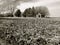 Rich, Black Soil of Illinois Farm Field After Harvest