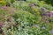 Rich blooming slope, planted with geranium, saponaria, stachys and fumewort