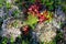 The rich colors of autumn covering the ground in the taiga of Yakutia with a young tree from an old tree stump between the bumps w