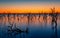 Rich colours of Australian sunrises, trees in lake and their reflections