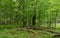 Rich deciduous stand in spring with broken hornbeam tree