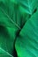 Rich deep green leaf texture background, beautiful nature pattern concept