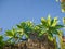 Rich exotic vegetation plants at Isola Bella, Taormina, Italy