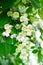 Rich flowering white mock orange close up.