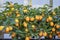 Rich fruit harvest exotic kumquat fruits on mini trees in greenhouse.