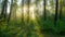 Rich green foliage, light fog and sunrays shining