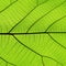 Rich green leaf texture see through symmetry vein structure, 1:1, natural texture concept