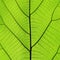 Rich green leaf texture see through symmetry vein structure, 1:1, natural texture concept