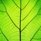 Rich green leaf texture see through symmetry vein structure, beautiful nature texture concept, 1:1
