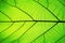 Rich green leaf texture see through symmetry vein structure, beautiful nature texture concept