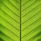 Rich green leaf texture see through symmetry vein structure, natural texture concept, 1:1