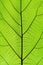 Rich green leaf texture see through symmetry vein structure, natural texture concept