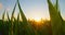 Rich green leaves of corncobs, grain crops waving in wind. Beautiful roundish golden bokeh of sunlight, maize field