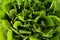 Rich green lush foliage spinach as background. Healthy summer raw food backdrop.