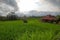 Rich green rice stepped fields. Traditional Balinese rice terraces. Wooden house at the right and jungles on background