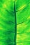 Rich green rim light, araceae, leaf texture, beautiful nature background concept