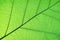 Rich green rim light leaf texture see through symmetry vein structure, beautiful nature texture background concept