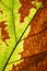 Rich half green half brown leaf texture see through symmetry vein structure, natural texture concept