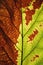 Rich half green half brown leaf texture see through symmetry vein structure, natural texture concept